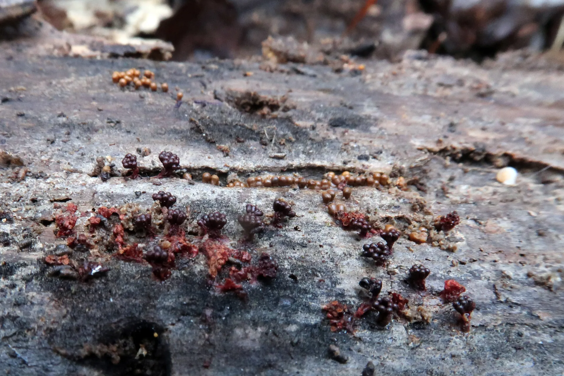 Metatrichia vesparia - 1 - IMG_2656